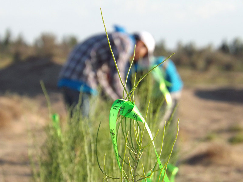 7��14����������ҁ�(l��i)�������֌���ٛ(z��ng)�ߵľG�z��ϵ��������������ͽz�����(y��ng)�����ҫ���W���Gɫ�Ĺ�â��