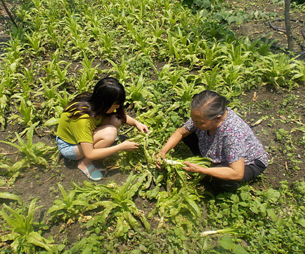 ��������æ�_�y��ժ�Ĳ˲��ϸ���ժ��Ч�ʵͣ���(j��ng)�^������Ϥ��ָ��(d��o)���ܿ��(du��)�T���M(j��n)���ˠ�B(t��i)��