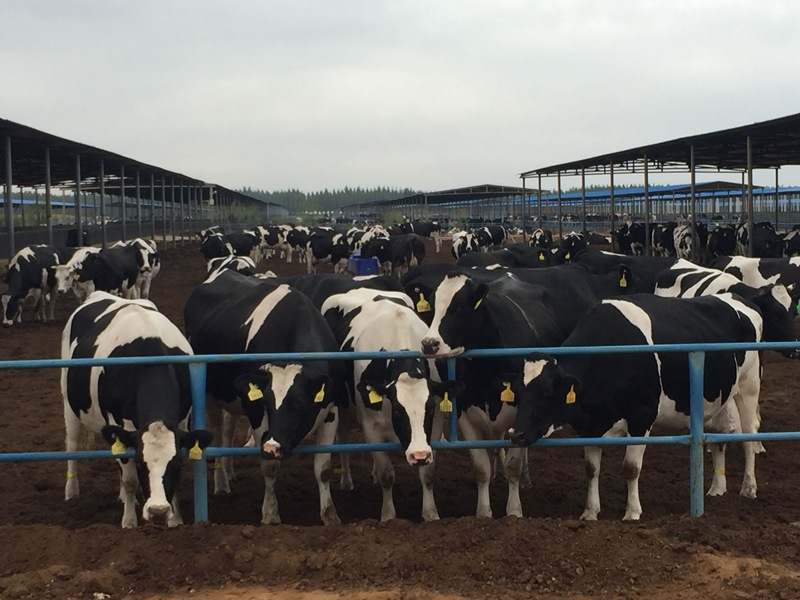 ���w��ɳĮ�ｨ�O(sh��)����ţ����