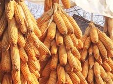 �Ŵ���������֮����