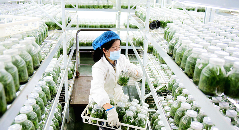 貴州從江:科技育苗備春耕