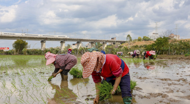 廣西梧州：春耕正當(dāng)時(shí)