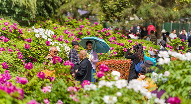 牡丹花開迎客來