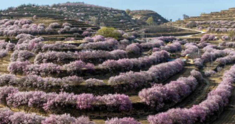 梯田花海 綻放黃土高原