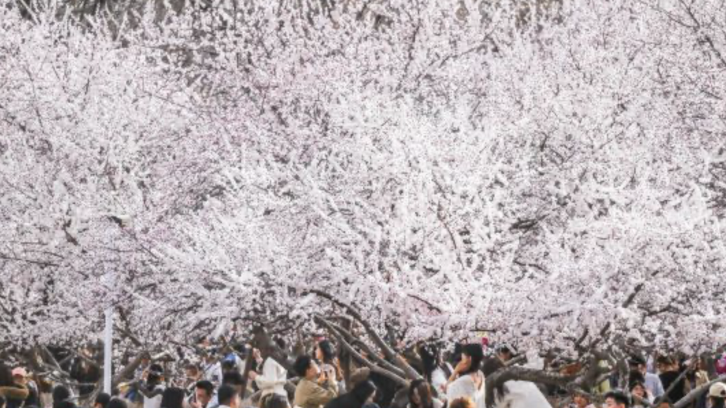 春日經(jīng)濟綻放別樣活力