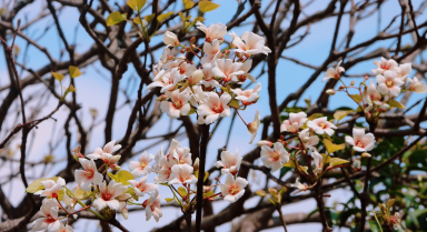 春日浪漫！看油桐花在暖陽裡綻放