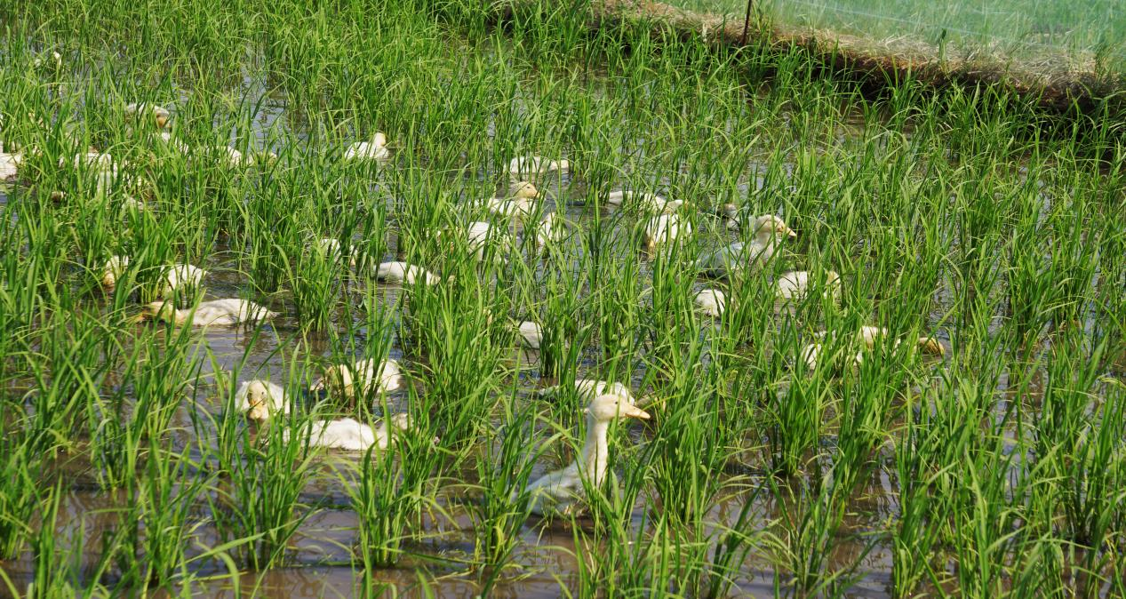 1711006584159955.png 圖片7.png